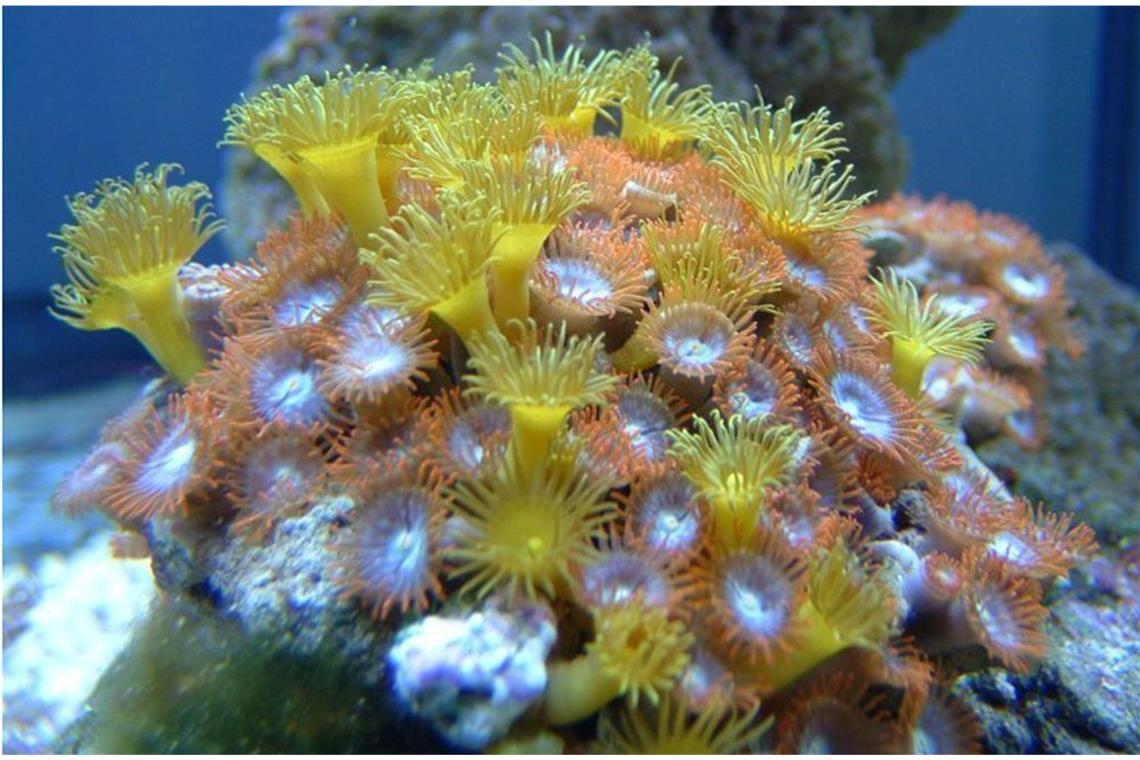 Krustenanemone (Zoanthidea): Sie trägt den Giftstoff Palytoxin in sich. Schon 0,01 Milligramm können einen Menschen töten. Der Tod ist qualvoll und von starkem Erbrechen, Schüttelfrost und Lähmung der Muskeln begleitet.