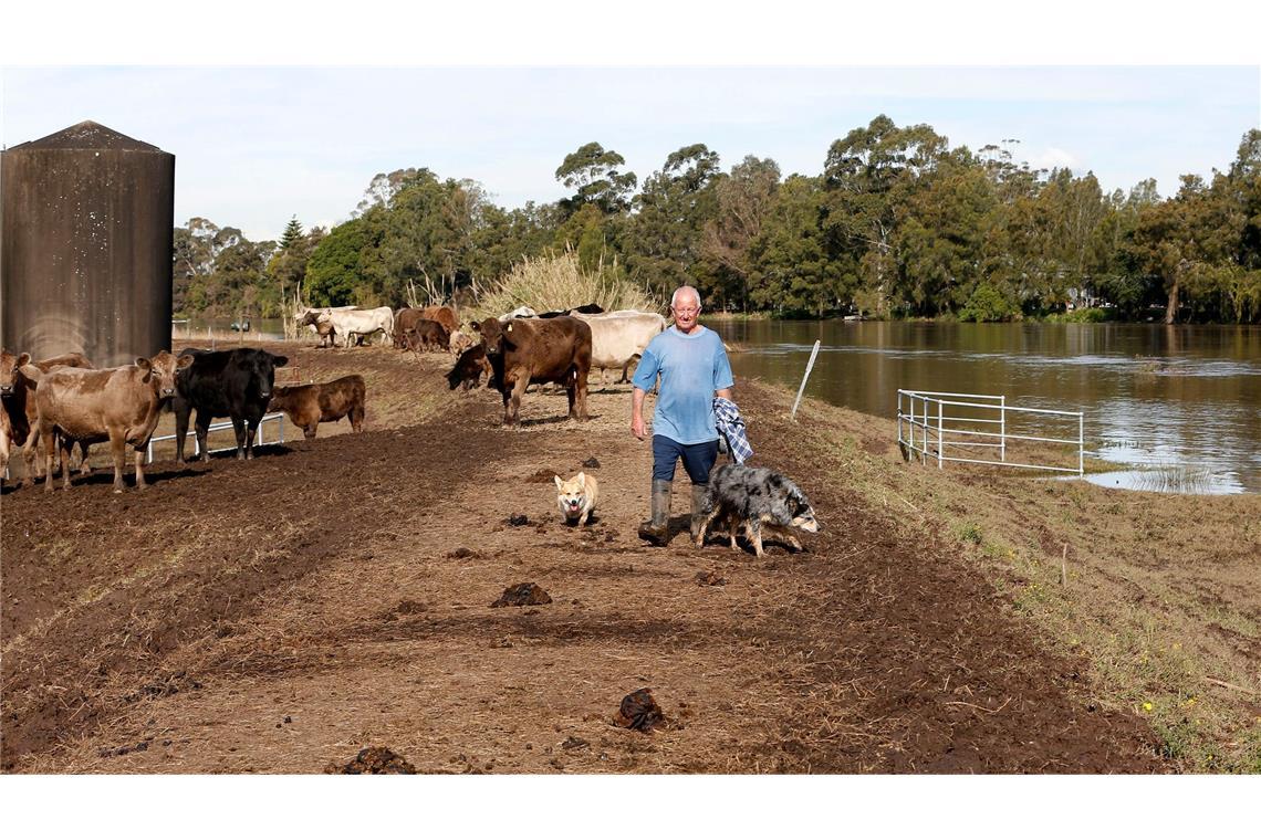 Weder Haie noch Schlangen: Australiens tödlichste Tiere Kühe rangieren auf dem zweiten Platz. (Symbolbild)