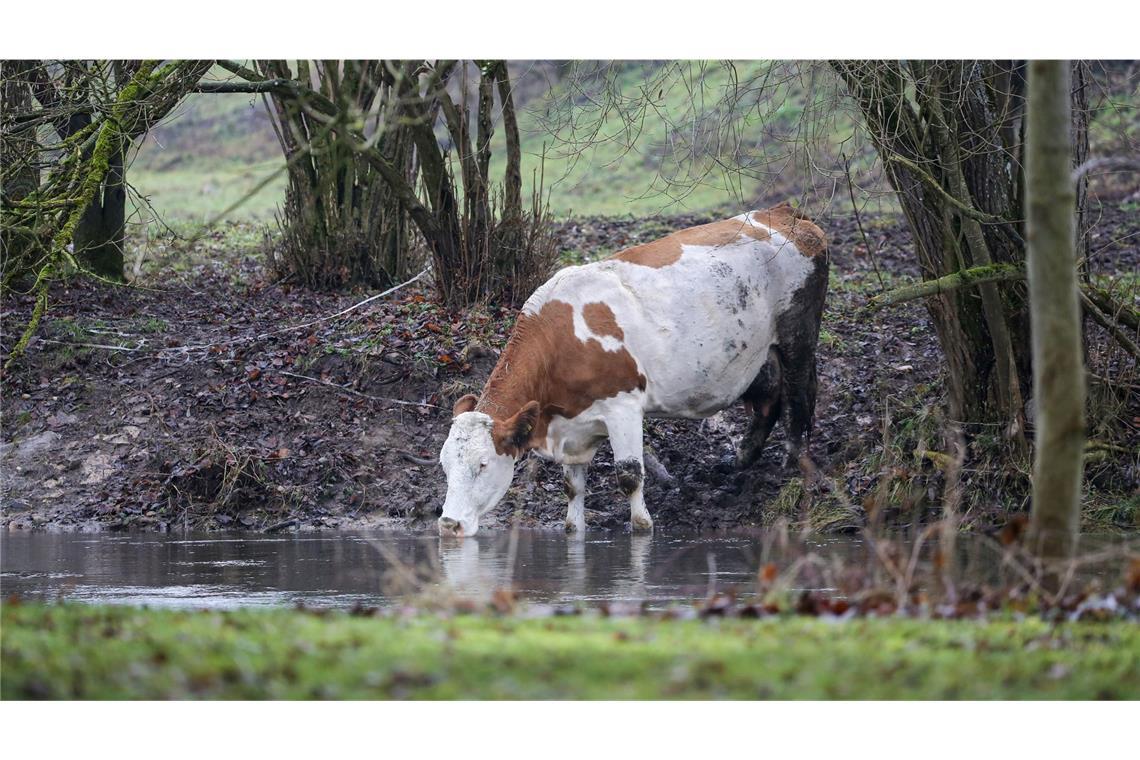 Kühe wurden befreit (Symbolbild).