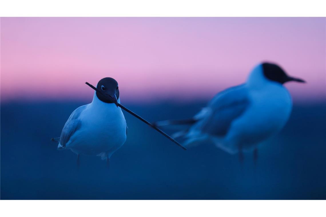 Lachmöwe im Morgenrot bei Bad Buchau