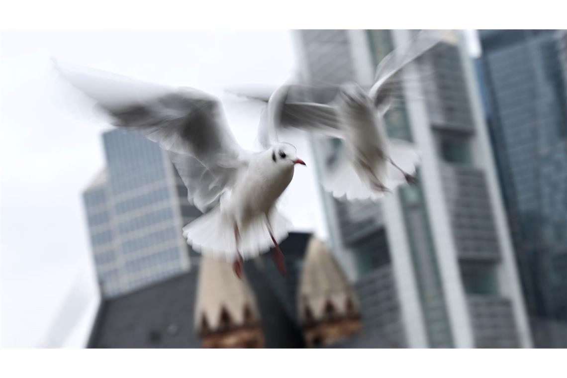 Bilder des Tages Lachmöwen in Frankfurt am Main