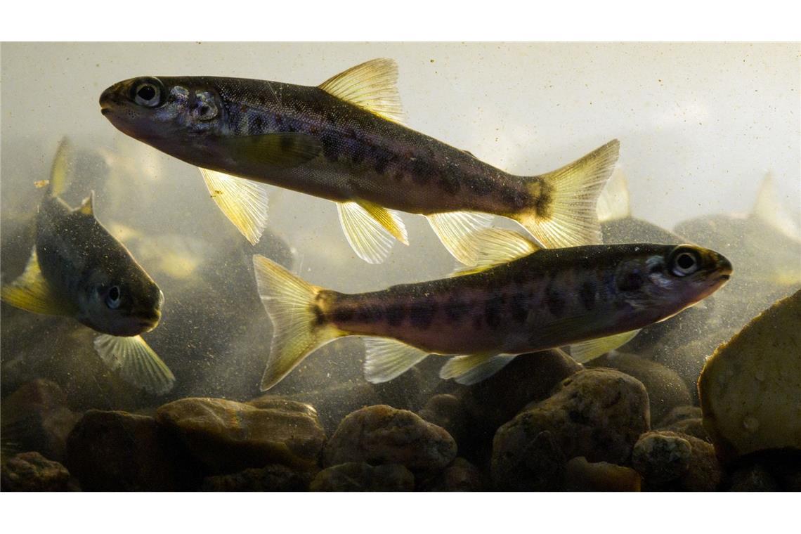 WWF: 200.000 Hindernisse durchschneiden Deutschlands Flüsse Lachse profitieren von durchgängigen Bächen und Flüssen genauso wie Bachneunaugen, Aale, Forellen und andere. (Archivbild)