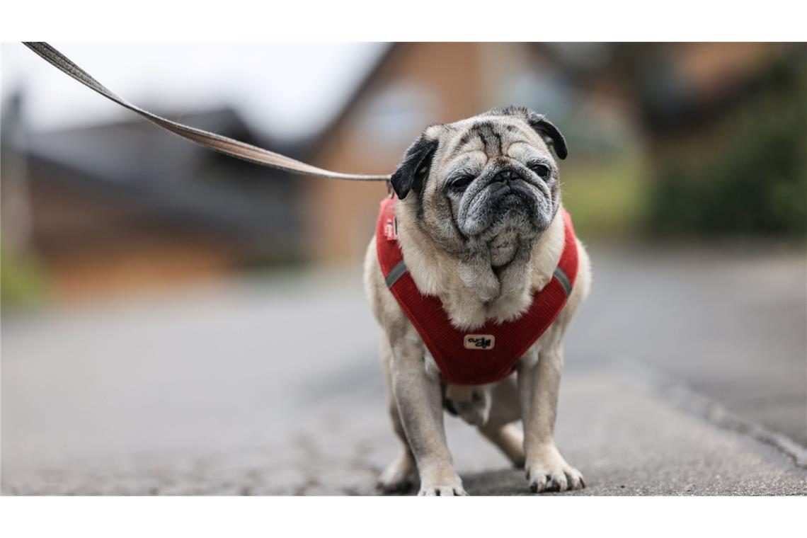 Verwirrt, desorientiert: Viele Hunde und Katzen haben Demenz Längeres regungsloses Stehenbleiben kann laut Tiermediziner ein Demenz-Symptom sein.