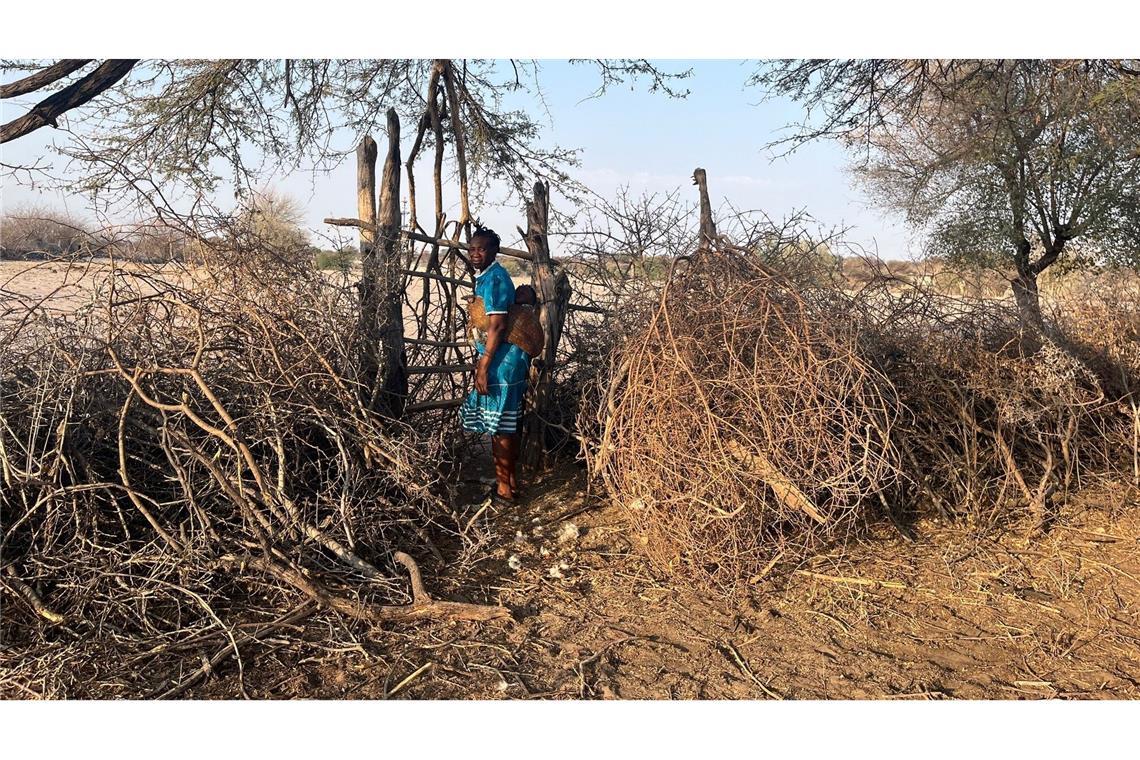 Fluch oder Segen: Hat Botsuana zu viele Elefanten? Landwirtin Rebecca Gatshele wohnt in Morematao, einem kleinen Dorf, das im Norden Botsuanas an den Makgadikgadi Pans Nationalpark grenzt.