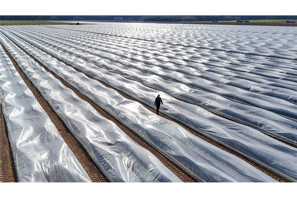 Das bleiche Gemüse ist wieder da - Spargel-Mythen und Fakten Lange Folien auf den Erdwällen verwandeln die Felder monatelang in gigantische Plastikwüsten.