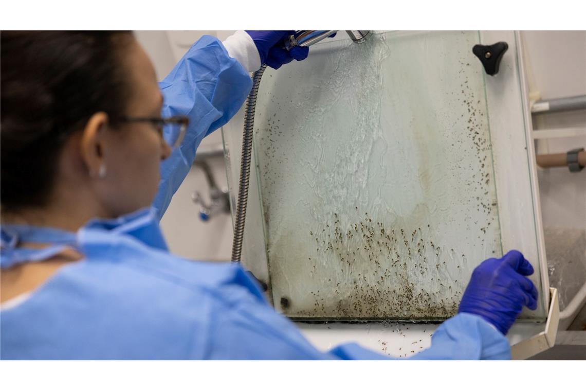 Studie: Klimawandel verschärft Ausbreitung des Denguefiebers Larven von Gelbfiebermücken, die mit Wolbachia-Bakterien modifiziert wurden, werden im Labor des brasilianischen Instituts Fiocruz in Rio de Janeiro im Kampf gegen Dengue-Fieber gefiltert. (Archivbild)