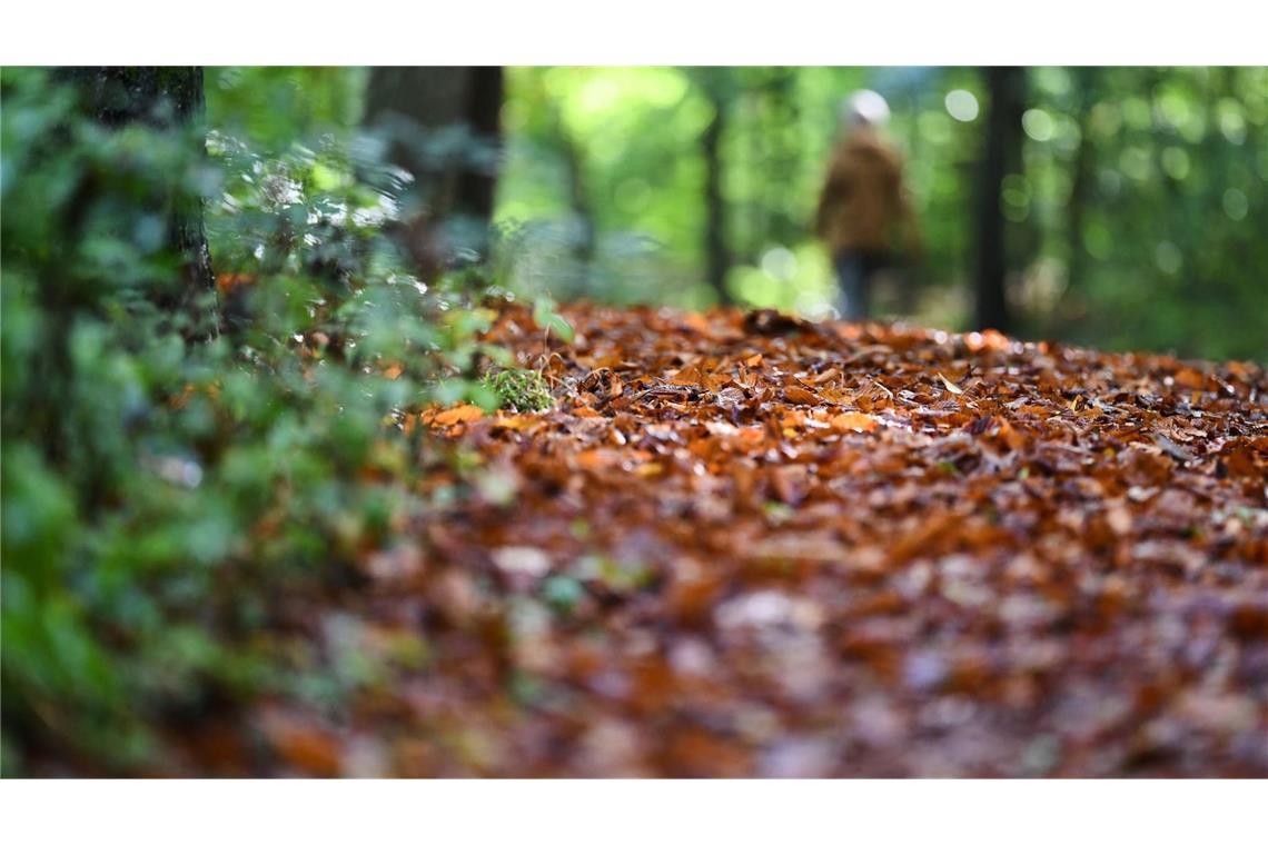 Laub liegt auf einem Waldweg. (zu dpa: «Erst bis zu 24 Grad, dann Regen und deutlich kühler»)