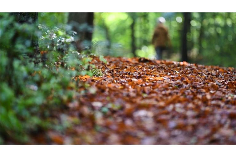 Laub liegt auf einem Waldweg. (zu dpa: «Erst bis zu 24 Grad, dann Regen und deutlich kühler»)