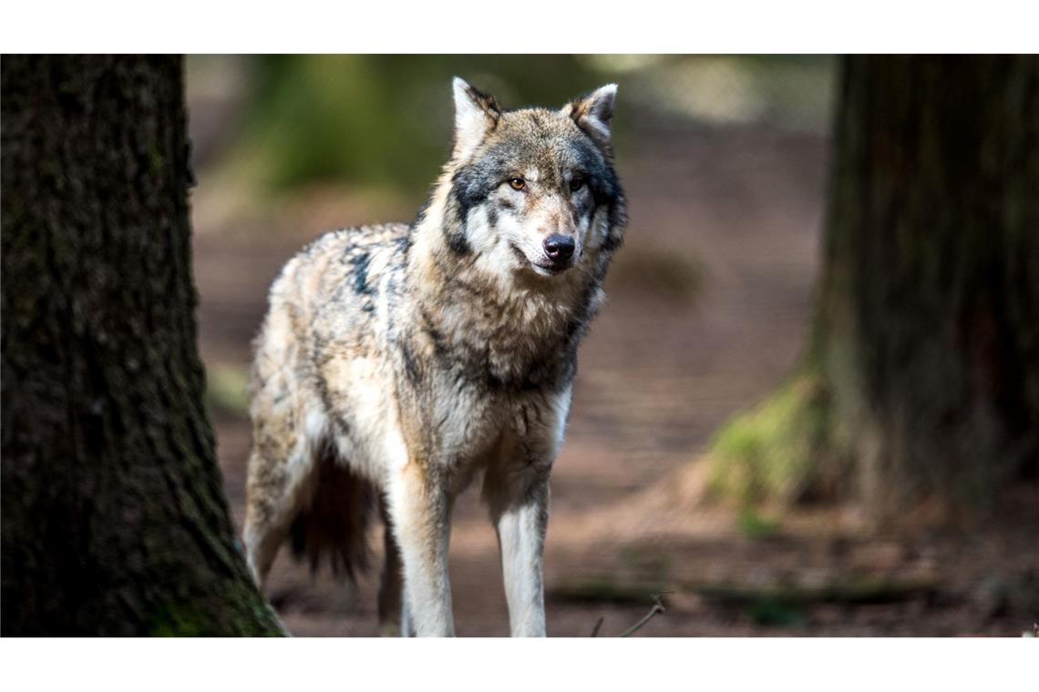Laut Landesamt für Umwelt handelt es sich bei den Tieren im Video um Jungwölfe. (Symbolbild)