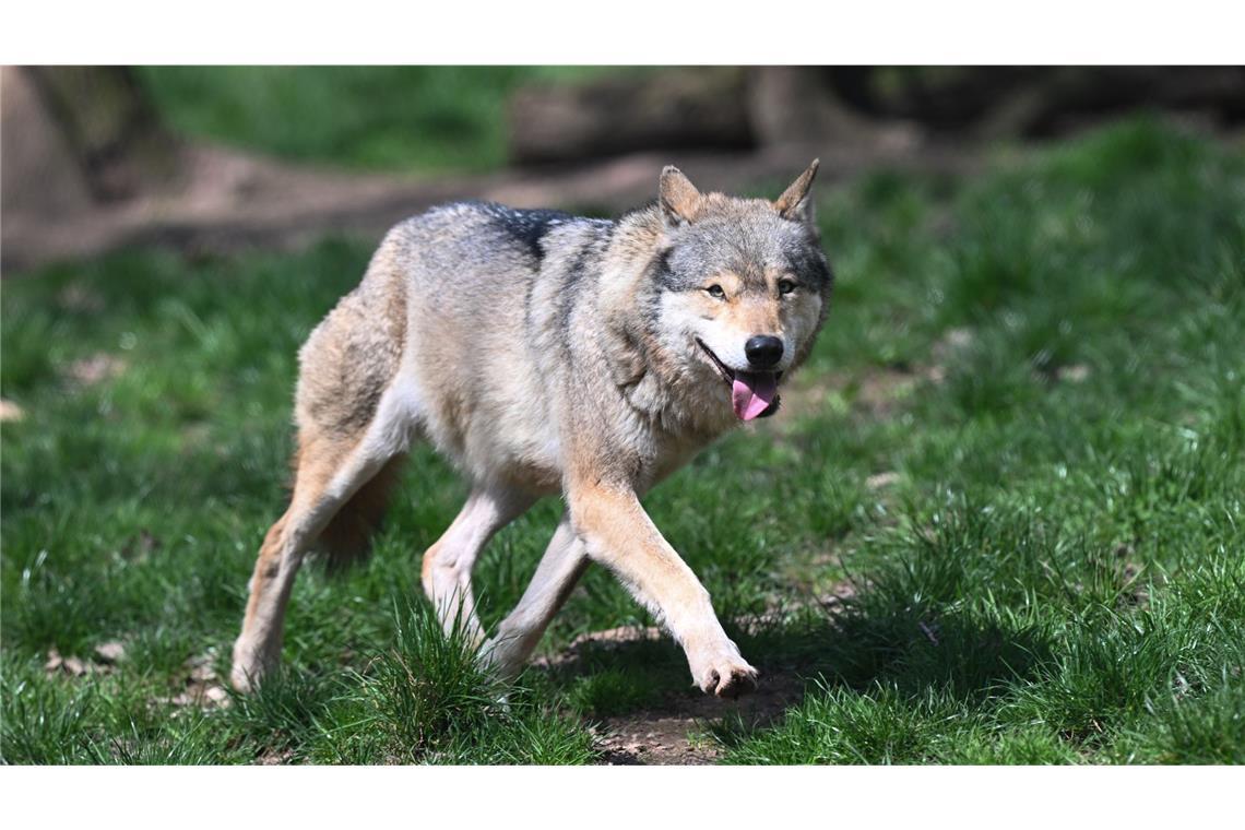 Tote Schafe im Schwarzwald - Wolf ist verantwortlich Laut Ministerium soll ein Wolf für die toten Schafe verantwortlich sein. (Symbolbild)