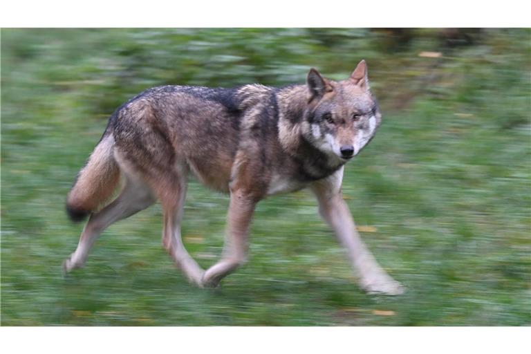 Laut Polizei hat der Wolf eine Frau gebissen und verletzt. (Symbolbild)