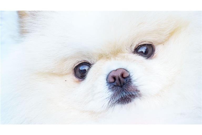 Laut Tierschutzorganisation Peta wurden die Kleinhunde über soziale Netzwerke vor allem in die Schweiz, nach Frankreich und in andere EU-Staaten verkauft. (Symbolbild)