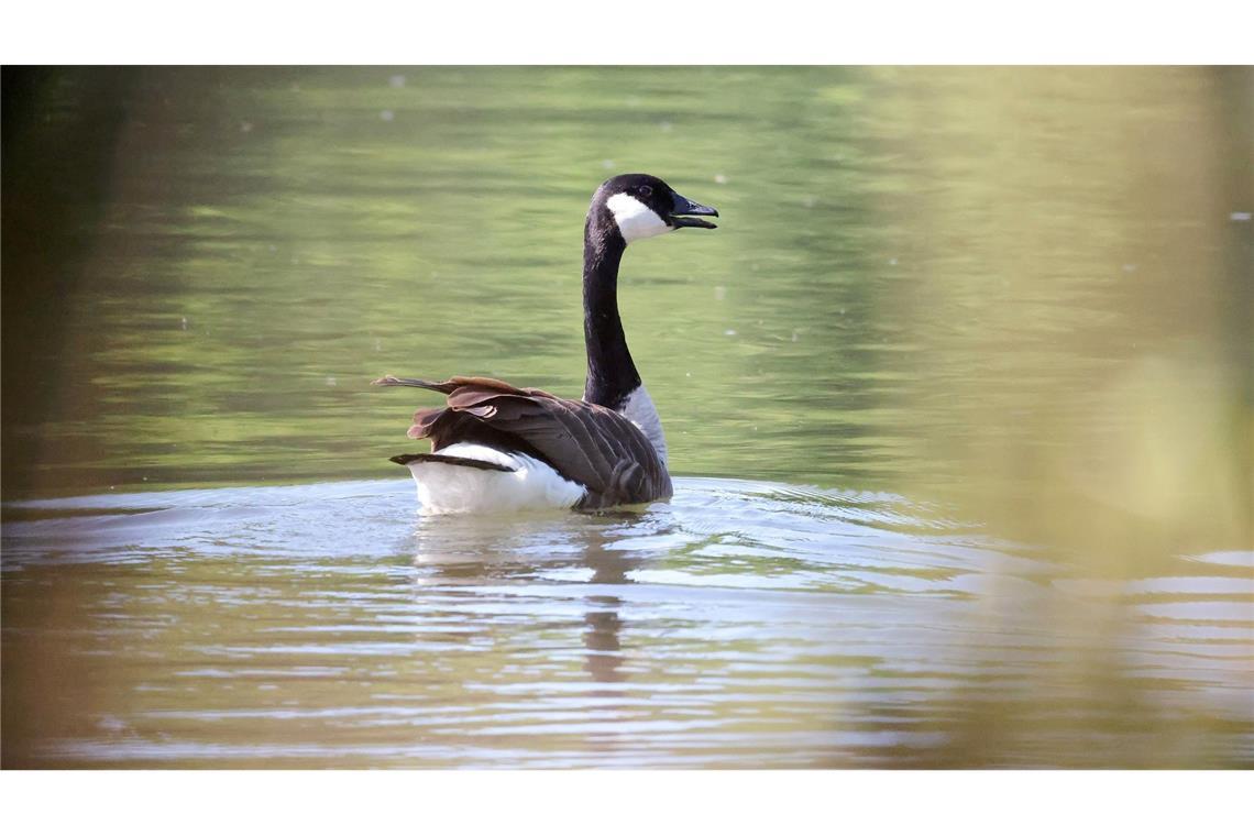 Gänsekot auf Liegewiesen – liegt die Lösung bei den Eiern?