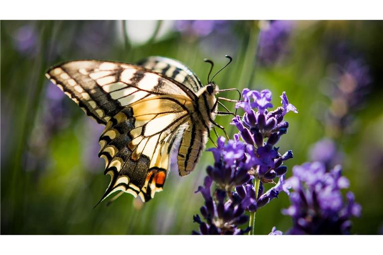 Lavendel ist bei verschiedenen Schmetterlingsarten wie auch dem Schwalbenschwanz beliebt. (Archivbild)