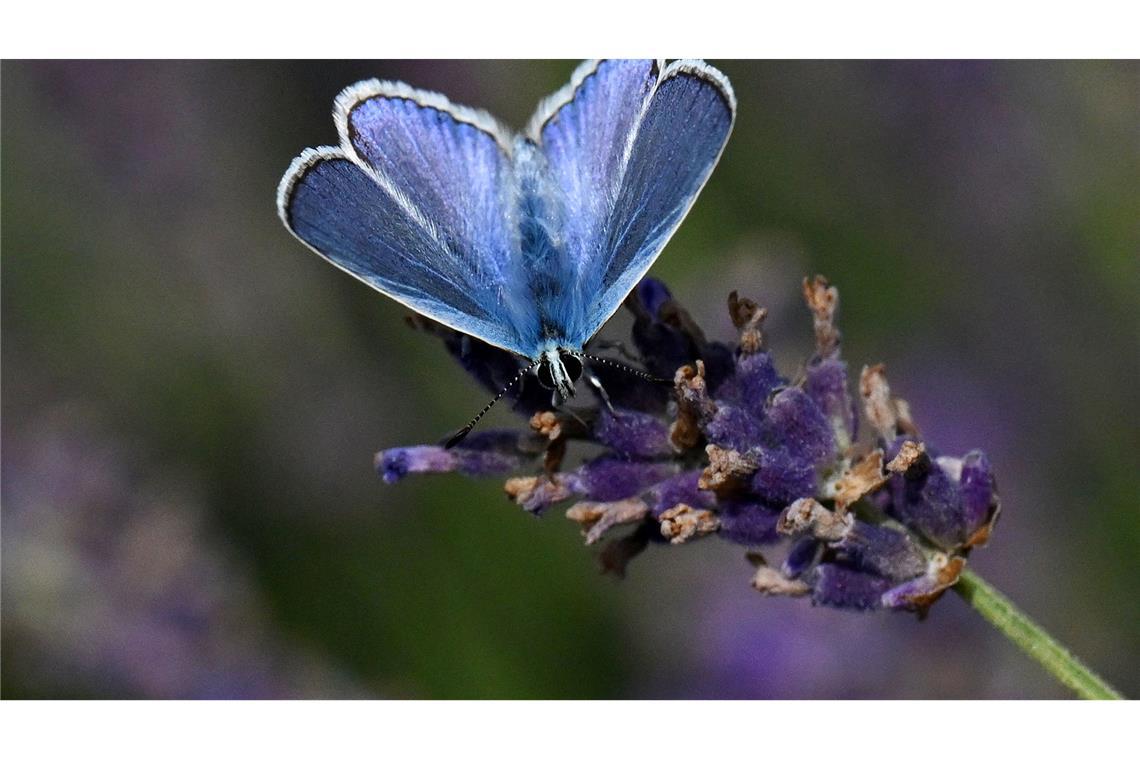 Bilder des Tages Lavendelernte in Thüringen - eine Hauhechel-Bläuling ist dabei