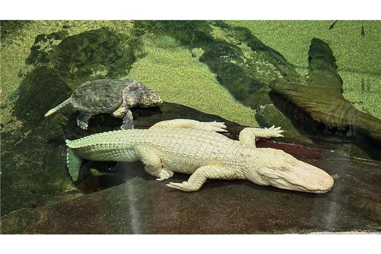 lbino-Alligator Claude war fast zwei Jahrzehnte lang eine der Hauptattraktionen des Naturkundemuseums in San Francisco.