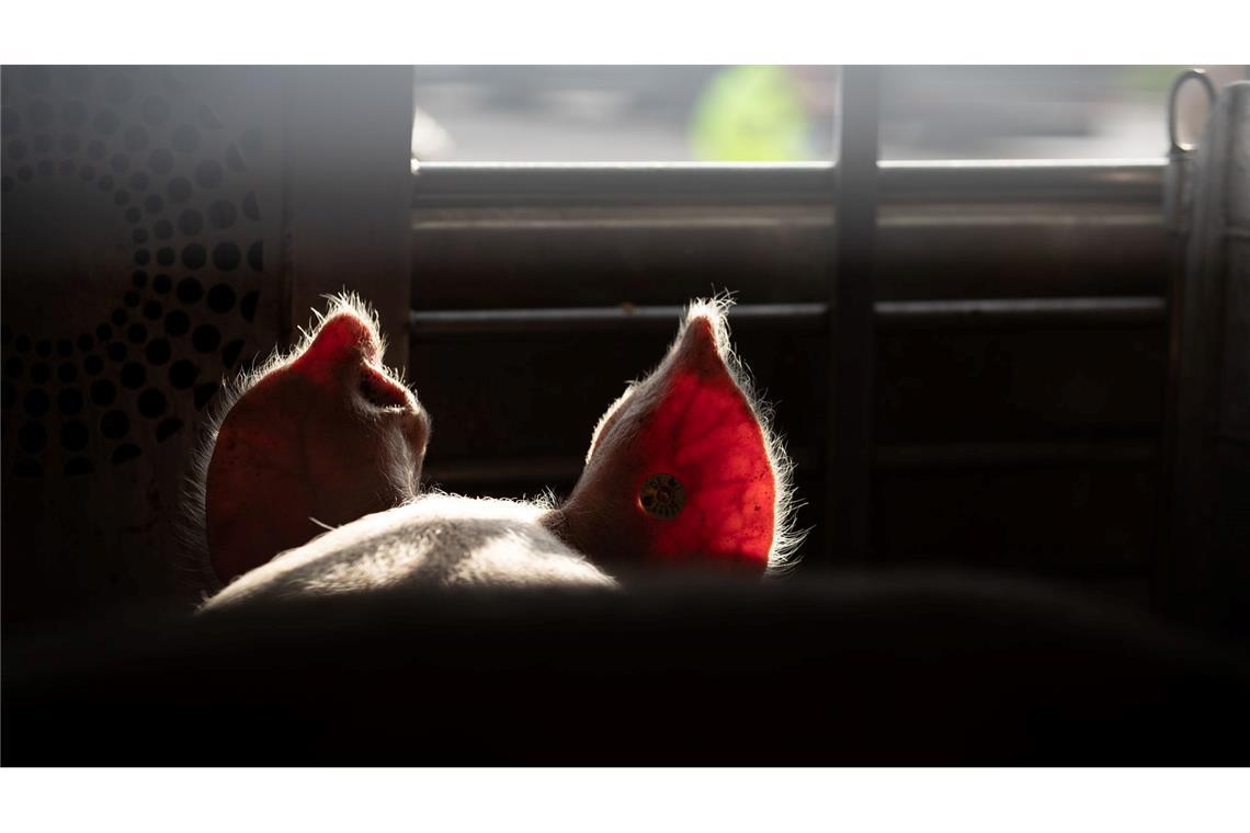 Özdemir will Tiere bei weiten Transporten besser schützen Lebende Tiere sollen auf Transportern ins EU-Ausland besser geschützt werden (Symbolbild).