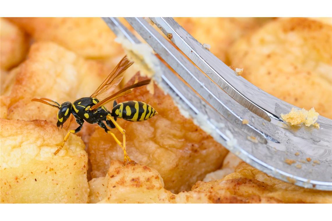 Sind Wespen so aggressiv - oder ist der Mensch das Problem? Lecker! Wespen suchen Süßes - und das ist unser Kuchen. (Archivbild)