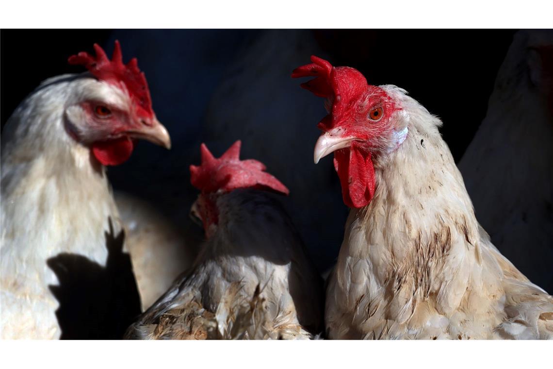 Es war einmal das Huhn - Wissenswertes um Ei und Gackertier Lege- und Masthühner sind meist schmucklos weiß. (Archivbild)