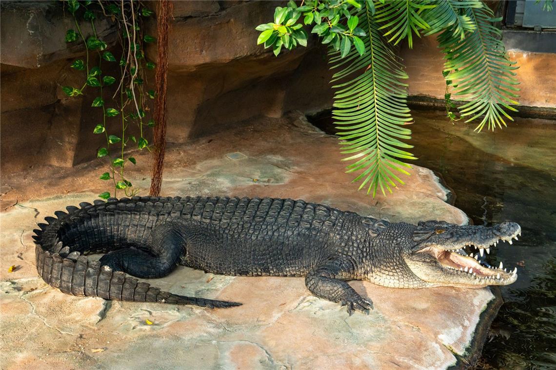 Leistenkrokodil Frederick in der Wilhelma