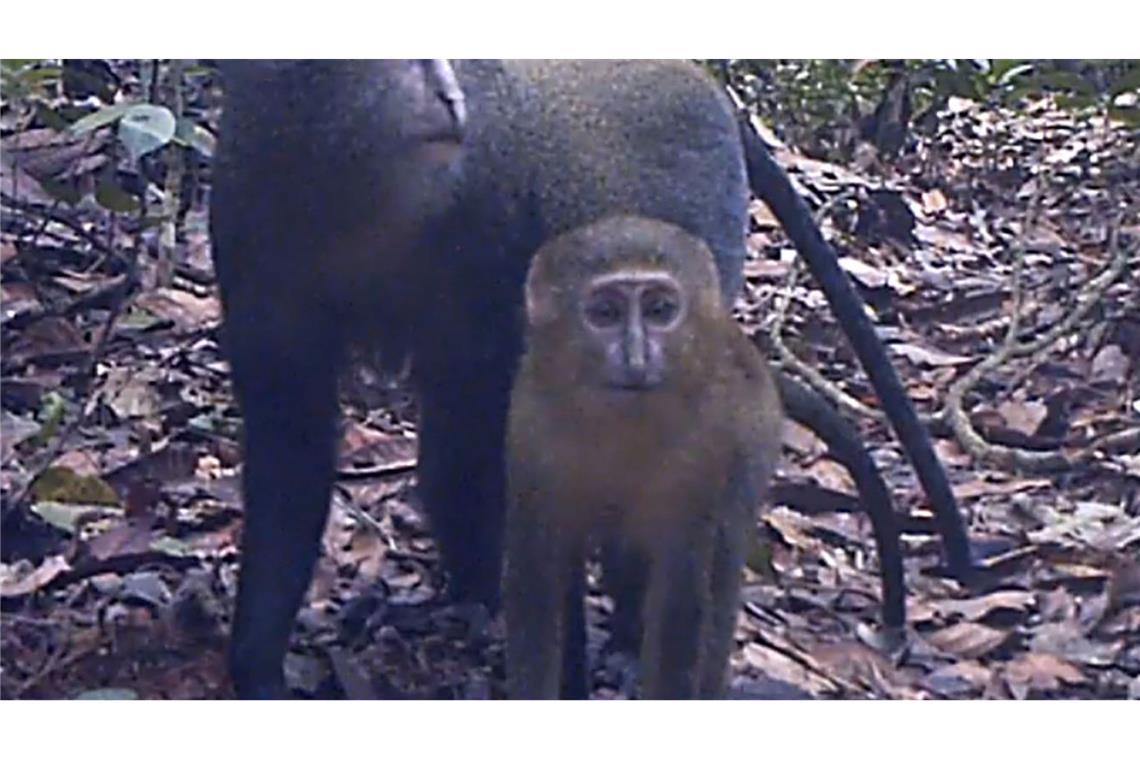 Kongobecken ist "Schatztruhe der biologischen Vielfalt" Lesula-Affen (Cercopithecus lomamiensis) sind der Wissenschaft erst seit 2012 bekannt. (Handout)