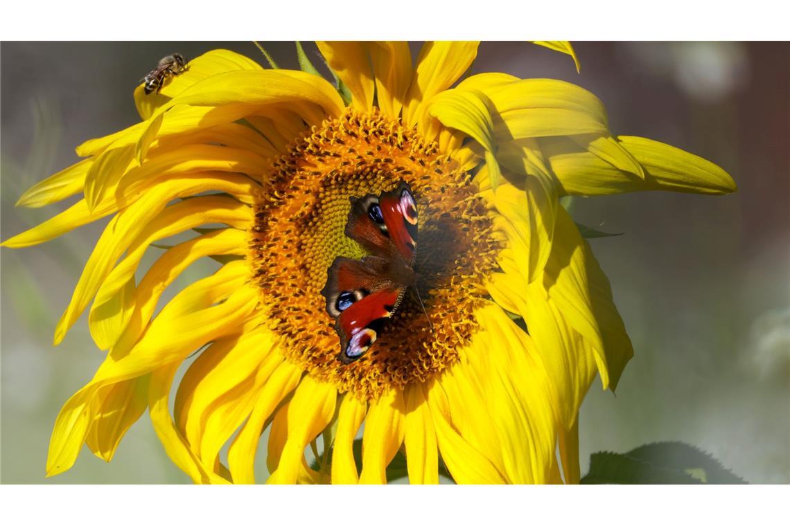 Bilder des Tages Letzter Sommertag