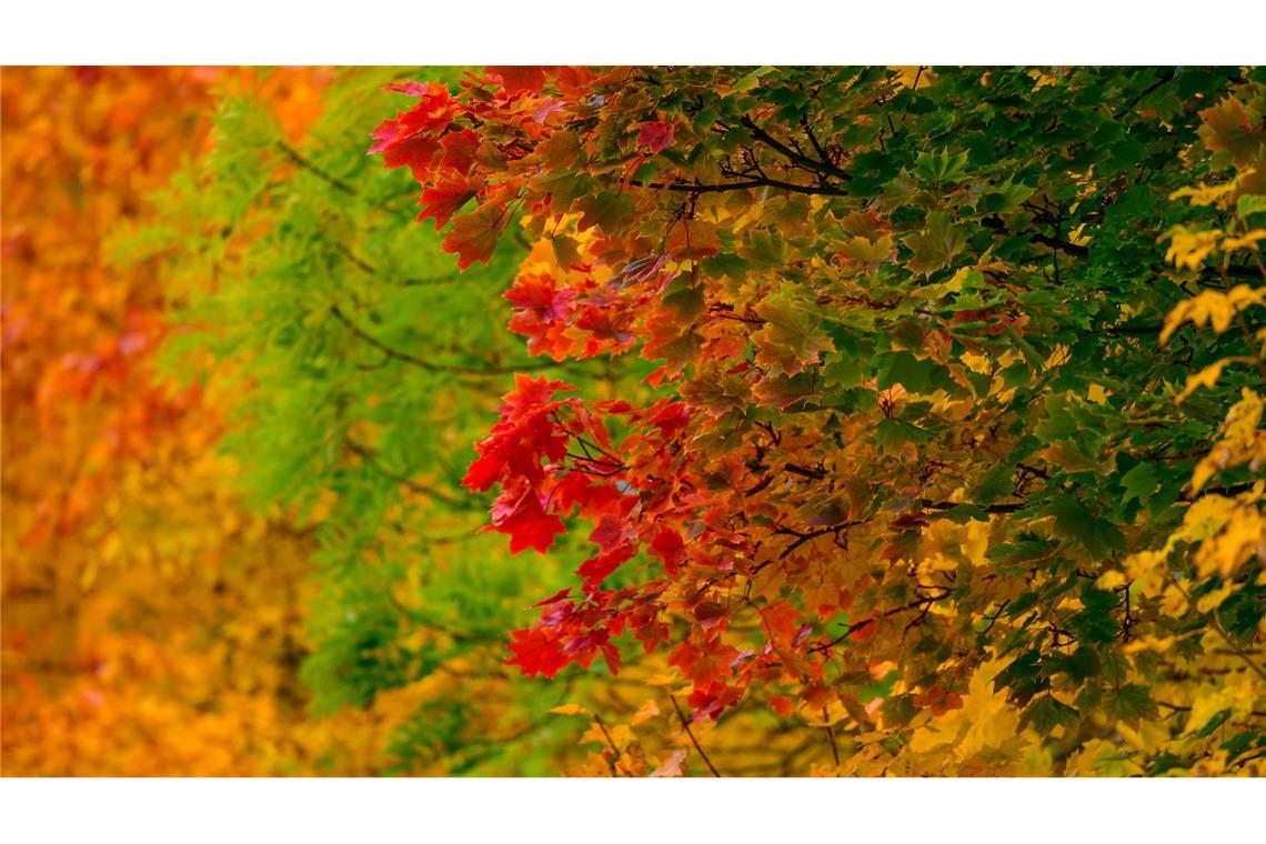 Leuchtende Herbstfarben.