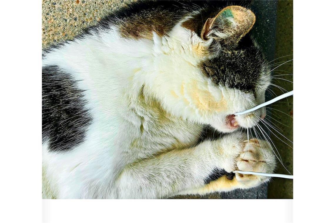 Der Leuze-Kater macht seinem Namen alle Ehre Leuze-Kater „Lucky“ im Kampf mit dem Handy-Kabel