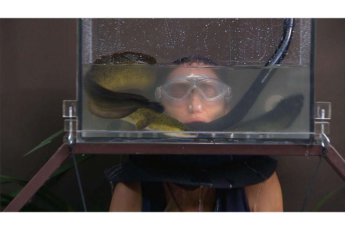 Wer hat die Dschungelkrone gewonnen? Lilly muss ihren Kopf in ein Aquarium stecken.