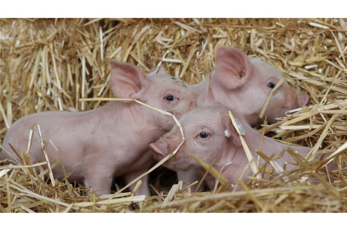Linken-Chefin Ines Schwerdtner beruft sich gern auf die Fabel von den drei kleinen Schweinchen. (Archivbild)