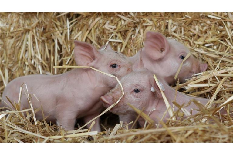 Linken-Chefin Ines Schwerdtner beruft sich gern auf die Fabel von den drei kleinen Schweinchen. (Archivbild)
