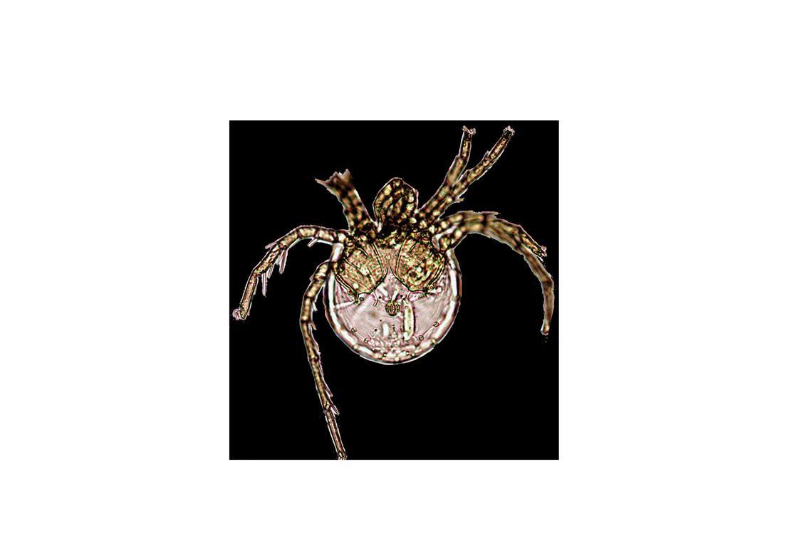 Litarachna lopezae: Forscher der Universität Montenegro entdeckten eine bisher unbekannte Wassermilbenart auf einem Korallenriff bei Puerto Rico.
