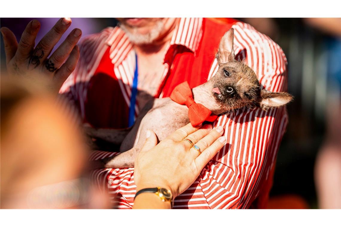Little Prince Wonder, ein 8-jähriger Chinese Crested, wird während des World's Ugliest Dog Contest auf der Sonoma County Fair in Santa Rosa gestreichelt.