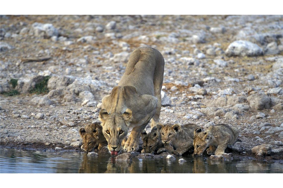 Wildfeuer in Namibia zerstört ein Drittel des Etosha-Nationalparks Löwen-Familie im Etosha-Nationalpark. Ein Wilfeuer hat ein Drittel des Parks zerstört (Archivfoto).