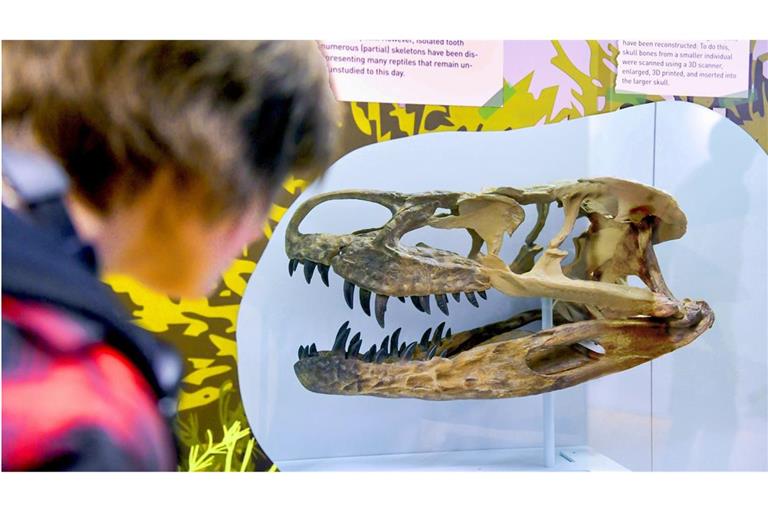 Ferienzeit – Zeit fürs Museum Löwentormuseum: Reise in die Urzeit
