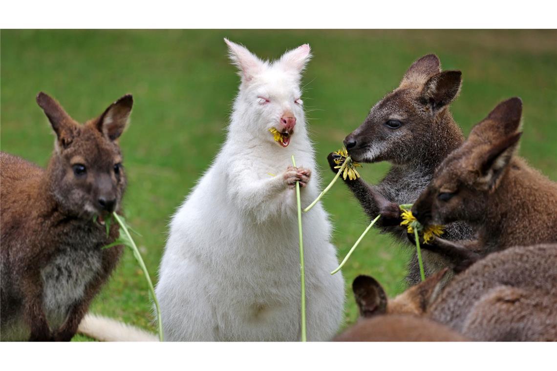 Löwenzahn zum Frühstück: Abigail, das Albino-Känguru im Vogelpark Marlow, bekommt zu ihrem ersten Geburtstag Blumen zum Frühstück.