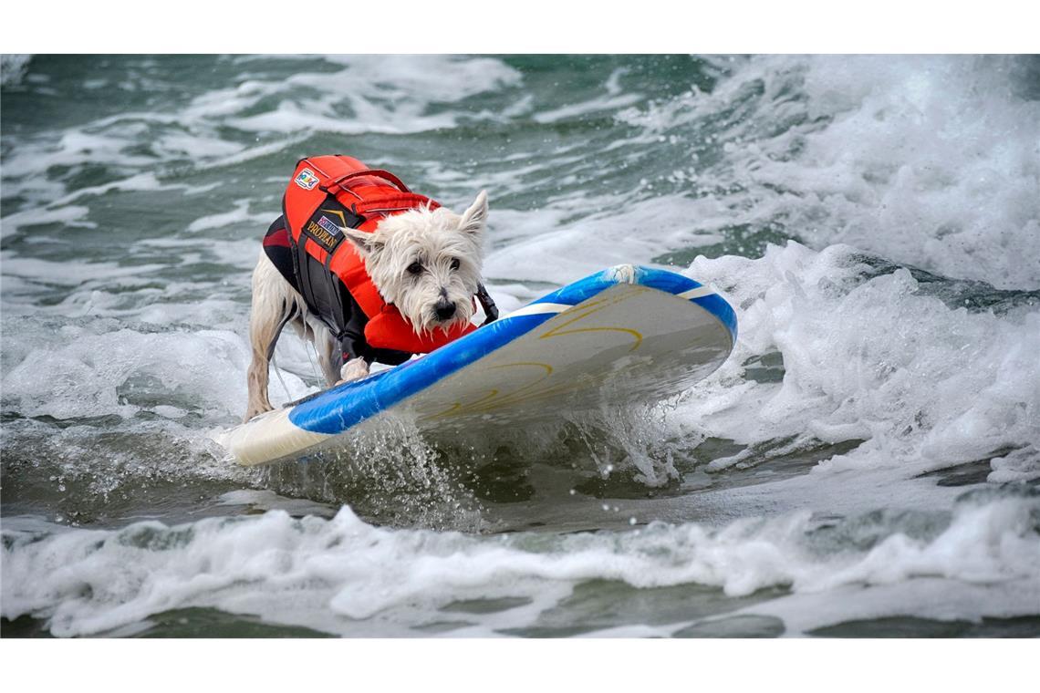 "Es gibt nichts Niedlicheres": Hunde wetteifern um Surftitel Lokalmatador Petey konnte seinen Vorjahrestitel verteidigen.