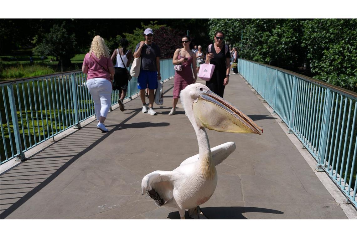 London: Ein Pelikan als Mit-Spaziergänger – St. James’s Park erlebt tierischen Brückenverkehr am heißen Sommertag