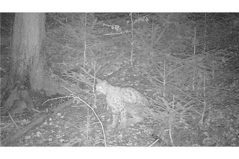 Luchs auf einer Wildtierkamera bei Murg an der Schweizer Grenze.