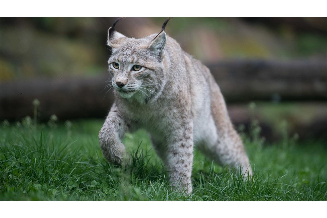 Luchs erkundet Wälder bei Friolzheim Luchse sind in Baden-Württemberg selten.