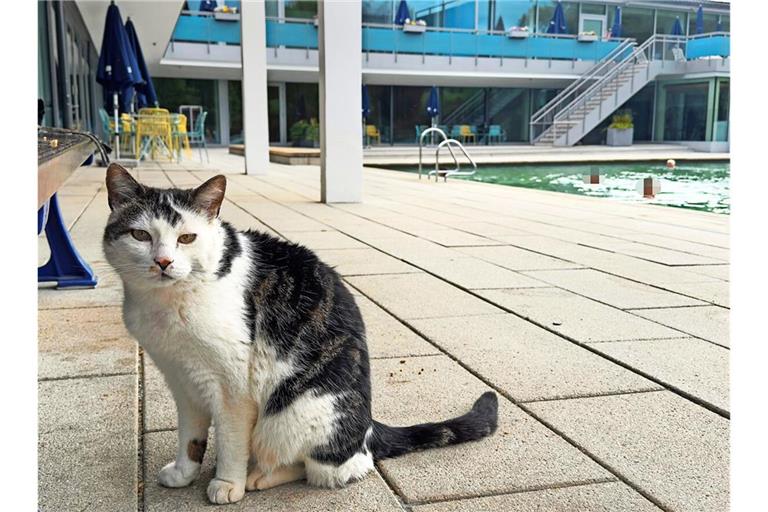 „Lucky“ im Mineralbad Berg. Auch hier ist er Stammgast.
         
         Foto: Sellner