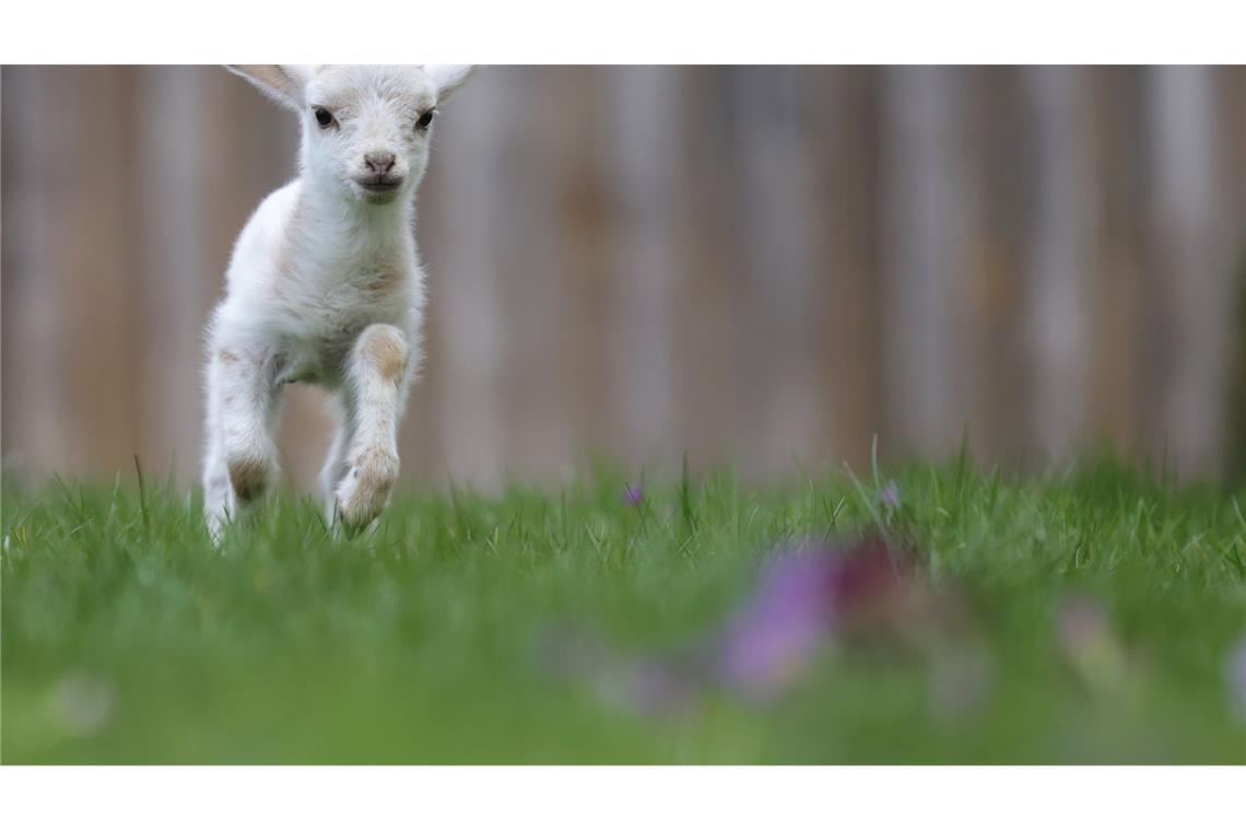 Luisl, das Lämmchen, springt über ein Wiese.