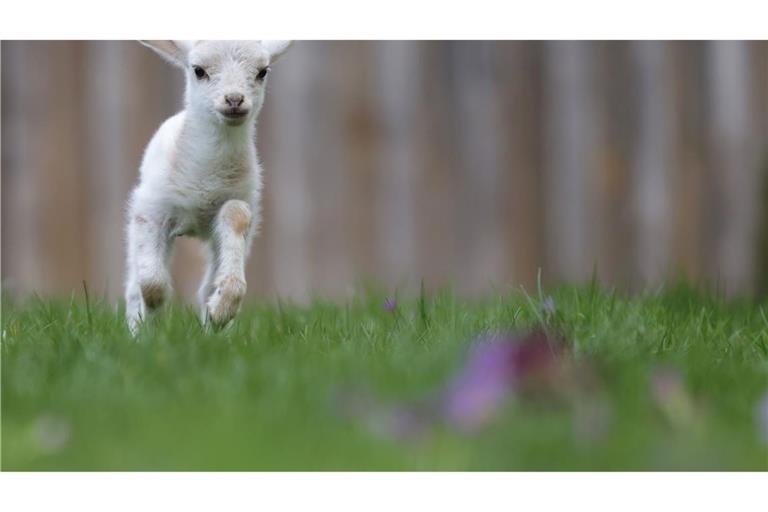 Luisl, das Lämmchen, springt über ein Wiese.