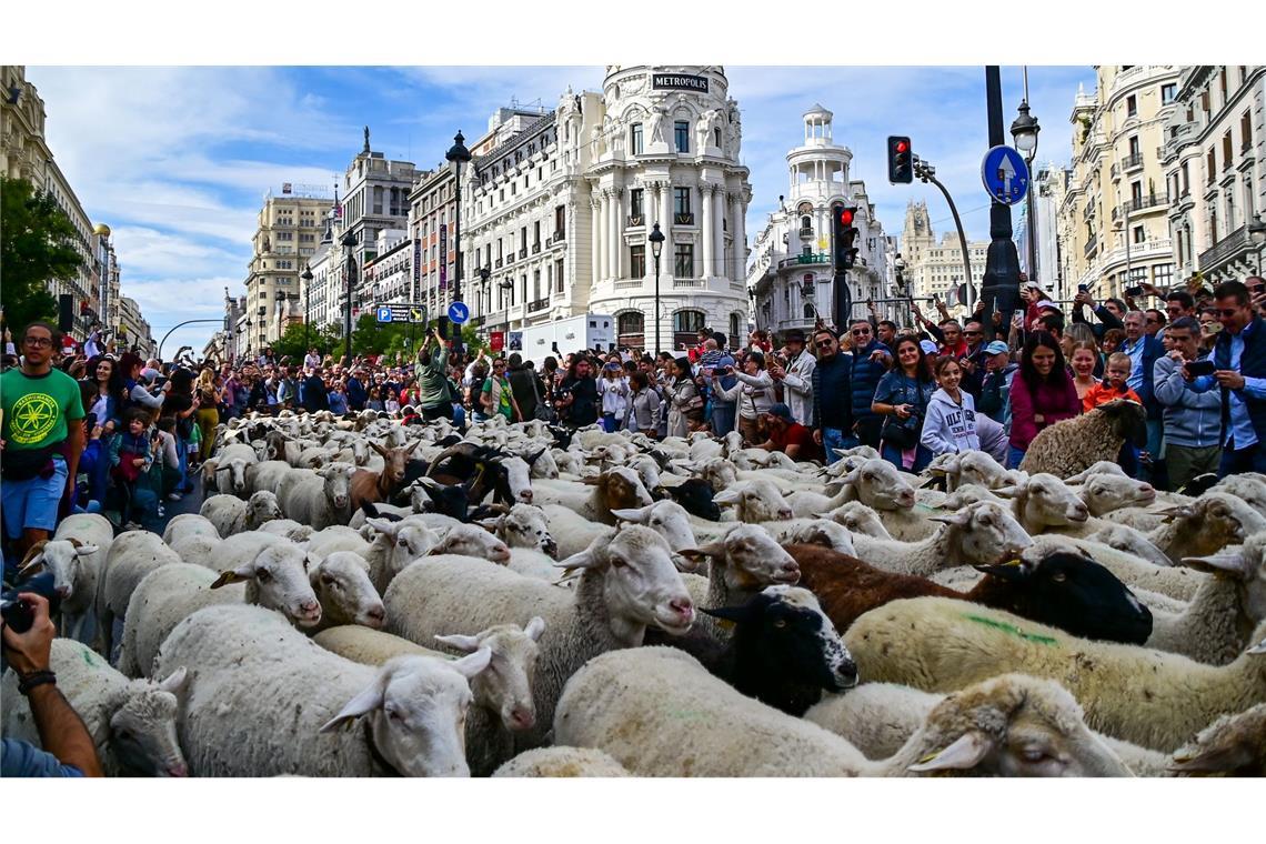 Bilder des Tages Madrid feiert den Tag der Wanderschäferei mit ganz vielen Schafen.