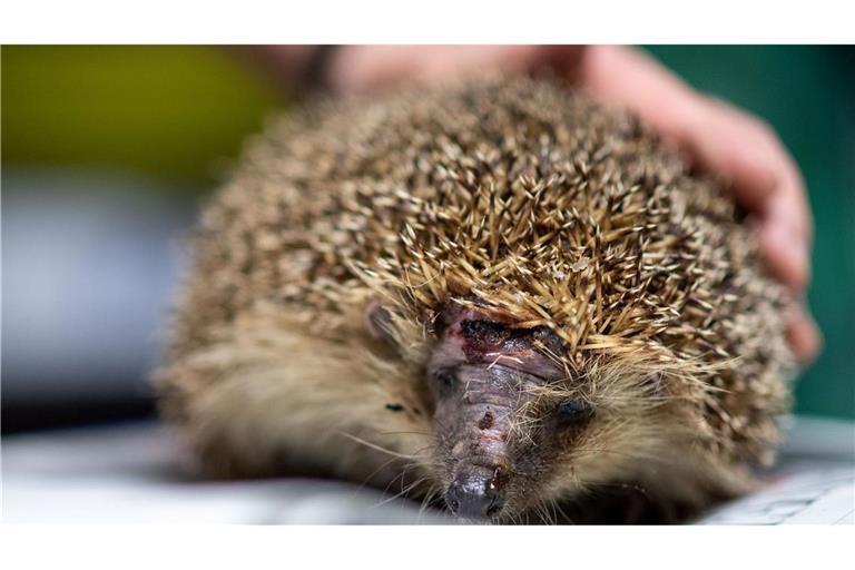 Mähroboter sind wahre Todesfallen für Igel. (Foto-Archiv)
