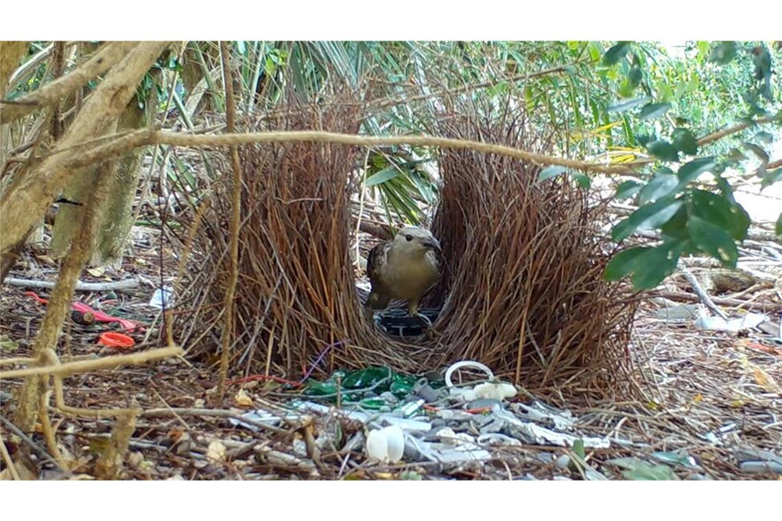 Männliche Laubenvögel bauen aufwendige Balzplätze und dekorieren diese anschließend für die Weibchen.