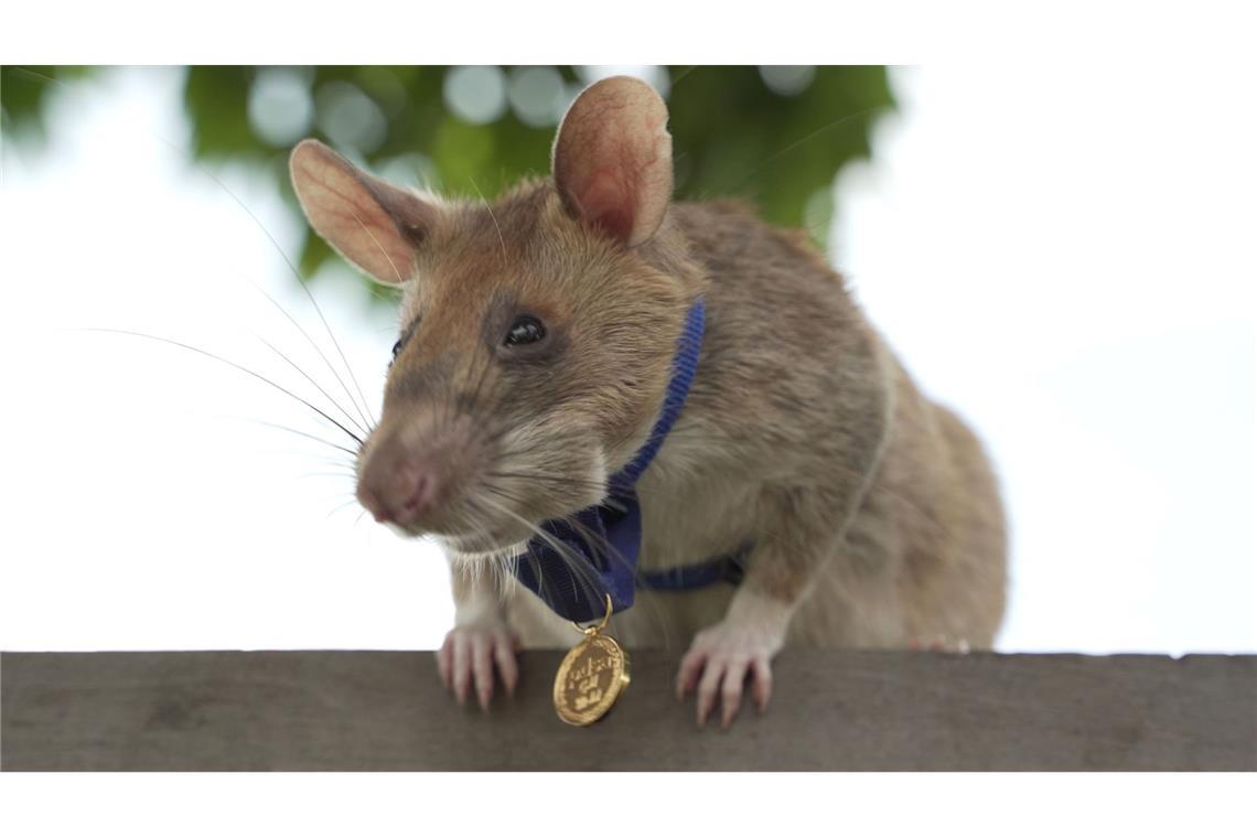 Minensuch-Ratte Ronin bricht in Kambodscha alle Rekorde Magawa hatte einen eigenen kleinen Orden am blauen Band bekommen.