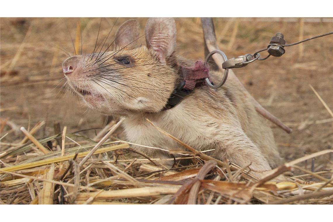 Magawa war ein wahrer Meisterschnüffler, wenn es um Minen ging. (Archivbild)