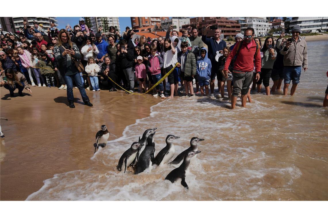 Magellan-Pinguine waten während einer Auswilderung in Uruguay ins Meer, nachdem sie einen Rehabilitationsprozess durchlaufen haben.