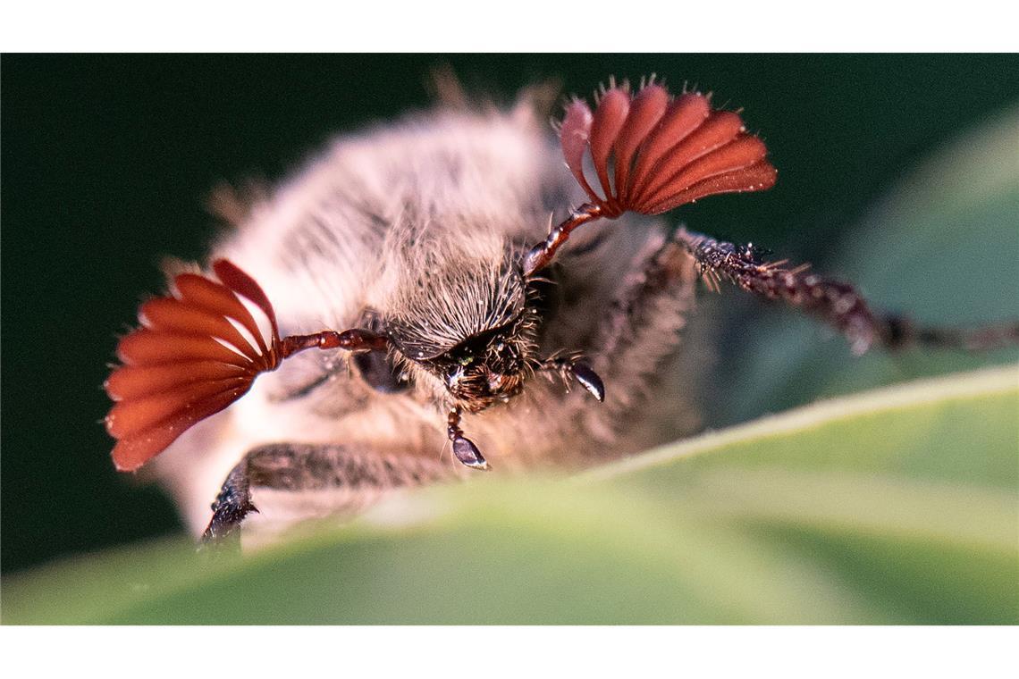Maikäfer profitieren von den trockenen Bedingungen im Hessischen Ried. (Archivbild)